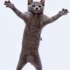 kittendances Telegram Logo