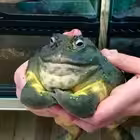 Telegram @CrewGTW_OfficialChannel Image