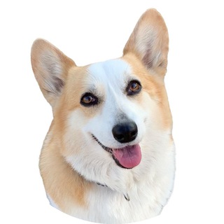 Telegram @CorgiUSMLEChannel Image