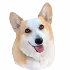 Telegram @CorgiUSMLEChannel Image