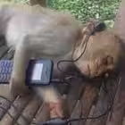 nhotvera Telegram Logo