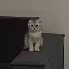 noriclub1 Telegram Logo