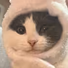 shrtprmmn Telegram Logo