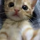 varfolomeevs Telegram Logo