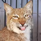 kate_bobcat Telegram Logo