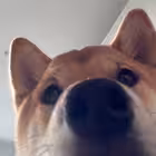 bloggerberkut Telegram Logo