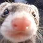 asherririi Telegram Logo