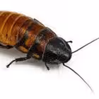 Absizee_god Telegram Logo