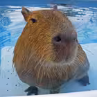 copy_bara Telegram Logo