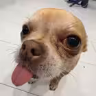 ping3oo Telegram Logo