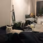 isakovskymark Telegram Logo