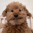 piu_chiu Telegram Logo