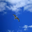 svoboda1212 Telegram Logo