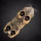 ppilif_chanel Telegram Logo