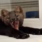 Telegram @sobolumoraChannel Image