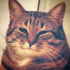 MisterDolphinMemes Telegram Logo