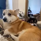 fanslyfromcorgi Telegram Logo