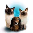 dedicated_to_sheldon Telegram Logo