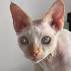 amazingserge Telegram Logo