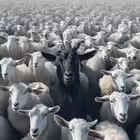 jacquesanthony812 Telegram Logo