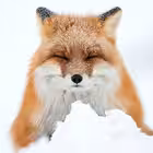 lisaparkk Telegram Logo