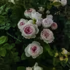 evgenia_rosesgarden Telegram Logo