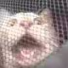 crumbs4 Telegram Logo