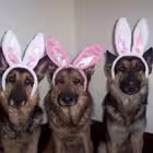 drosephetam Telegram Logo