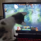 chikibrikidota Telegram Logo