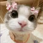 Find_your_soulmate4 Telegram Logo