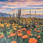 findlove2824 Telegram Logo