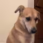 pocket_me_aamasjv Telegram Logo