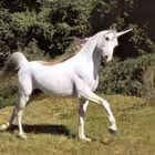 bbmamrbullyfx Telegram Logo