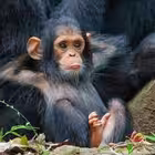 kriptoefsane Telegram Logo